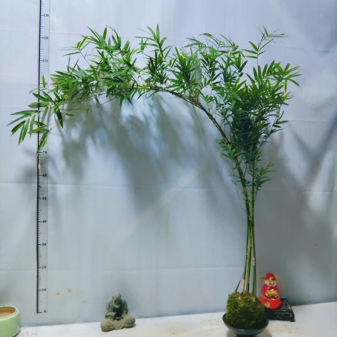 天缘竹子种植基地