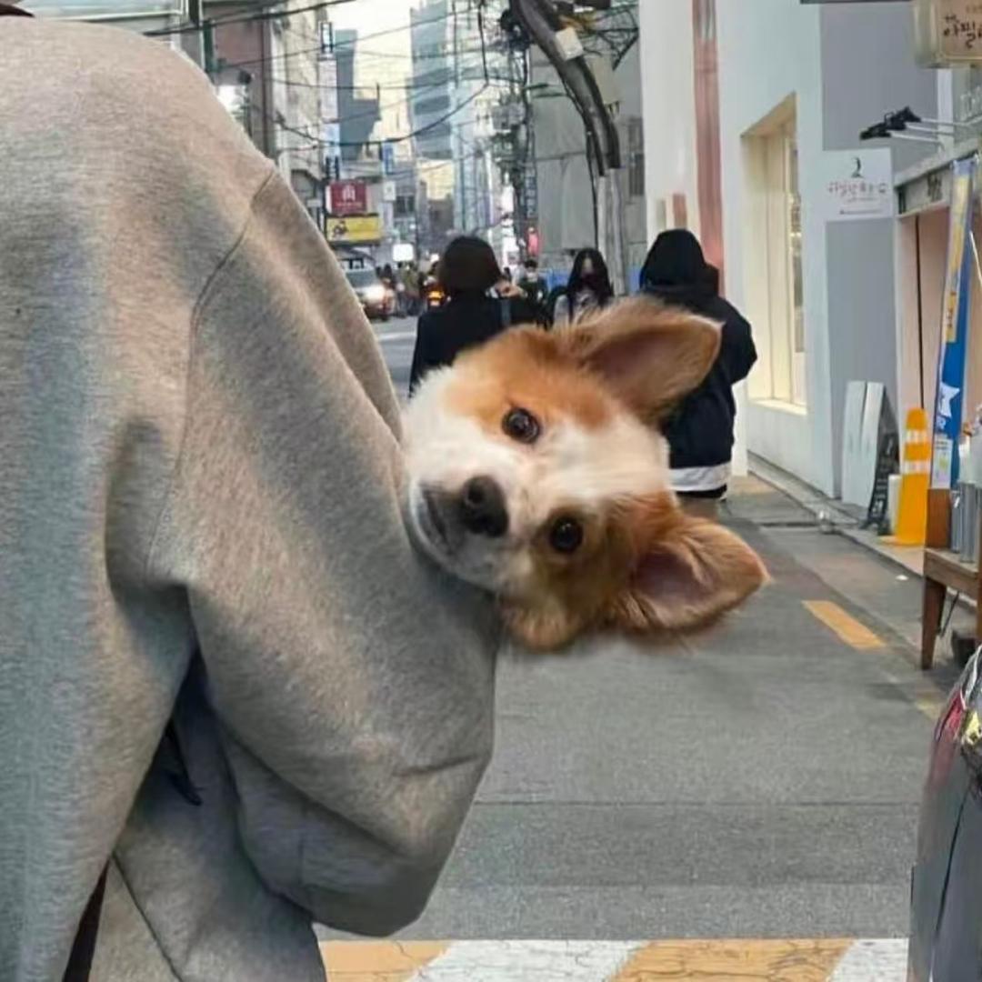 蝴蝶飞很高