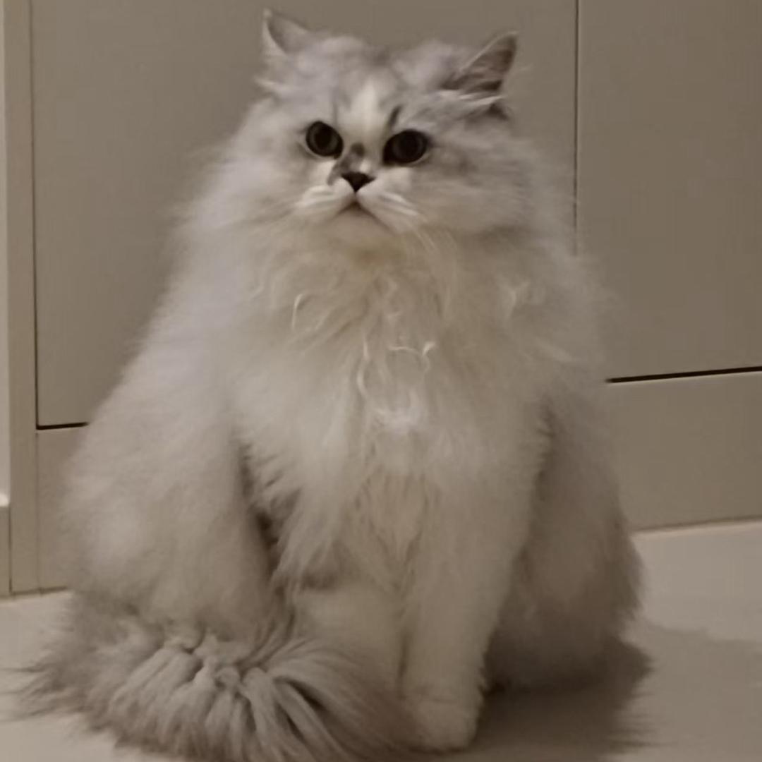 西柚珉🐱
