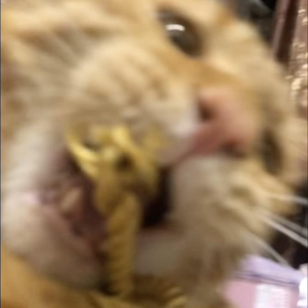 慕庭小公子