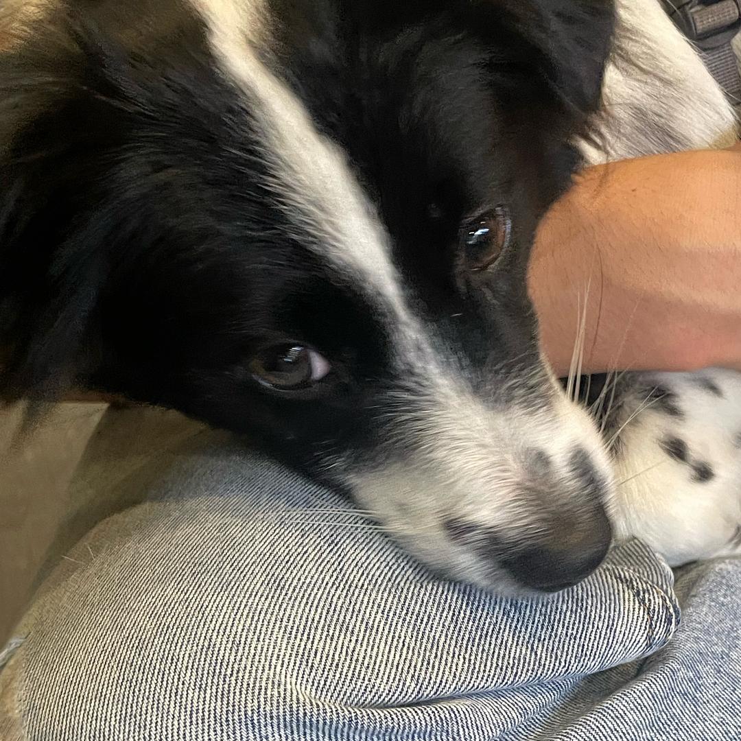 桃叽（燕云十六声中毒版）