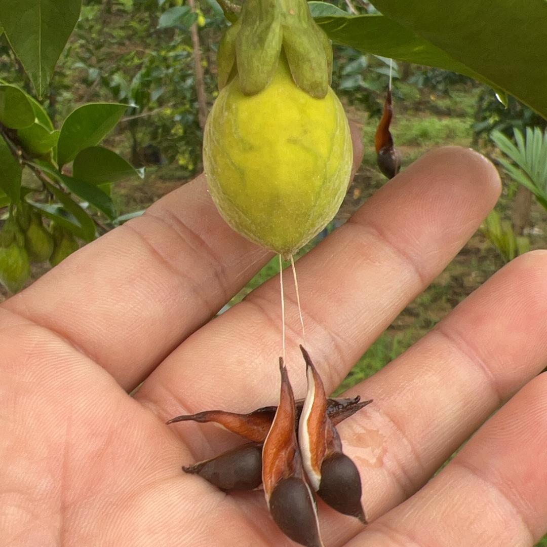 玩香城沉香奇楠