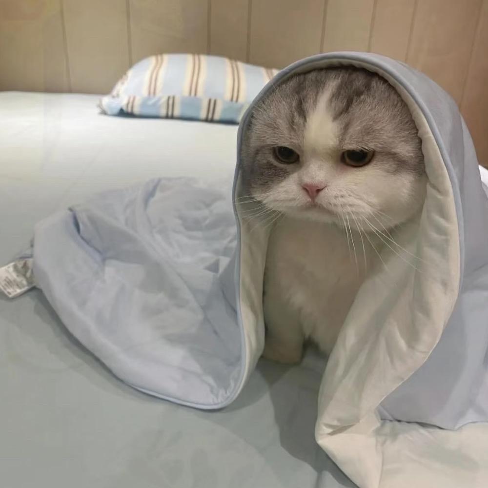 佳佳 多多电商