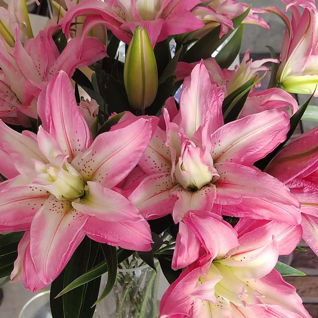 凌源花速运鲜花批发货运