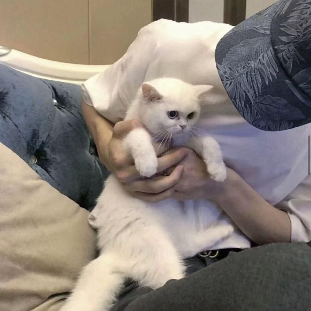 羊羊来咯