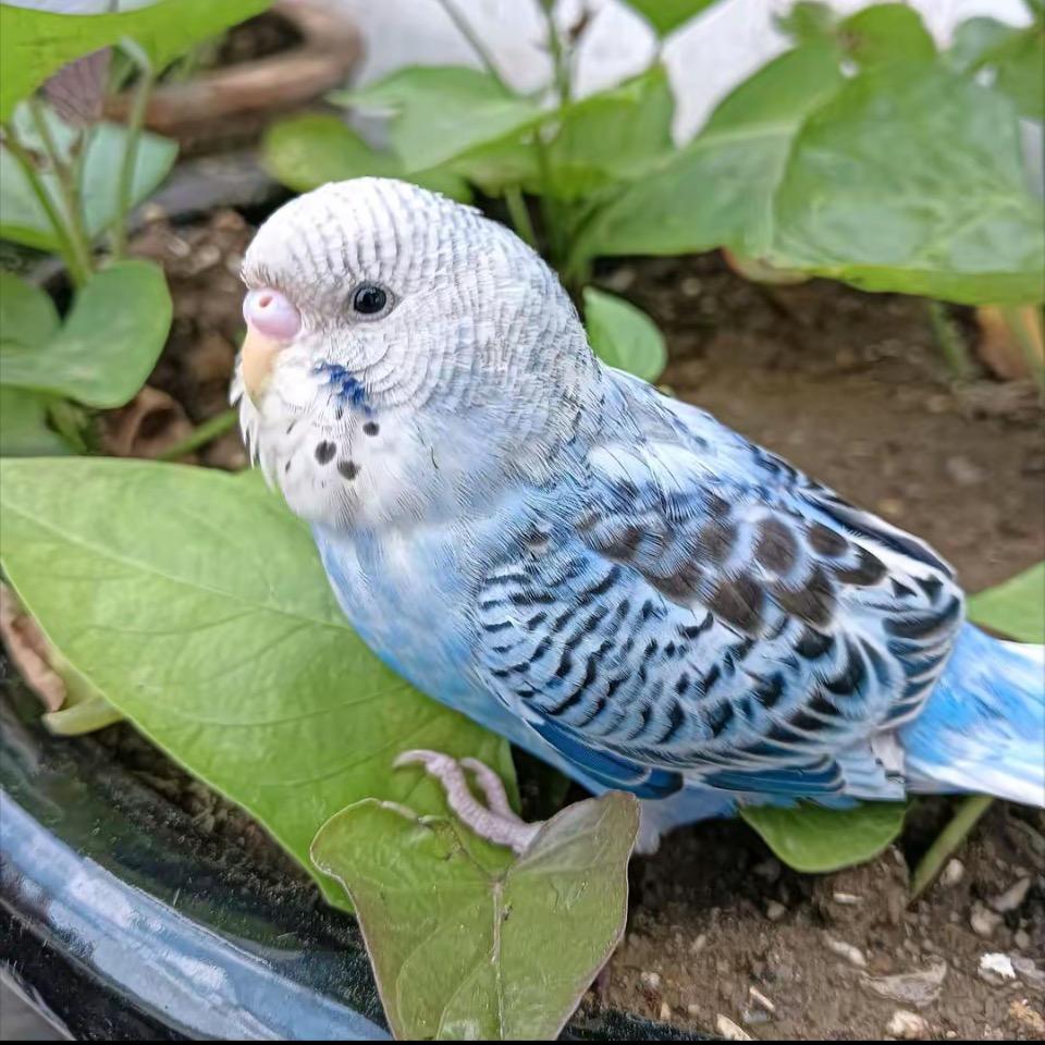 九头鸟鹦鹉养殖