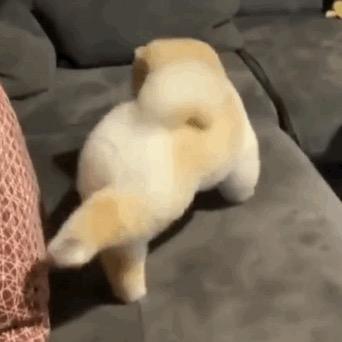 阿胶糕