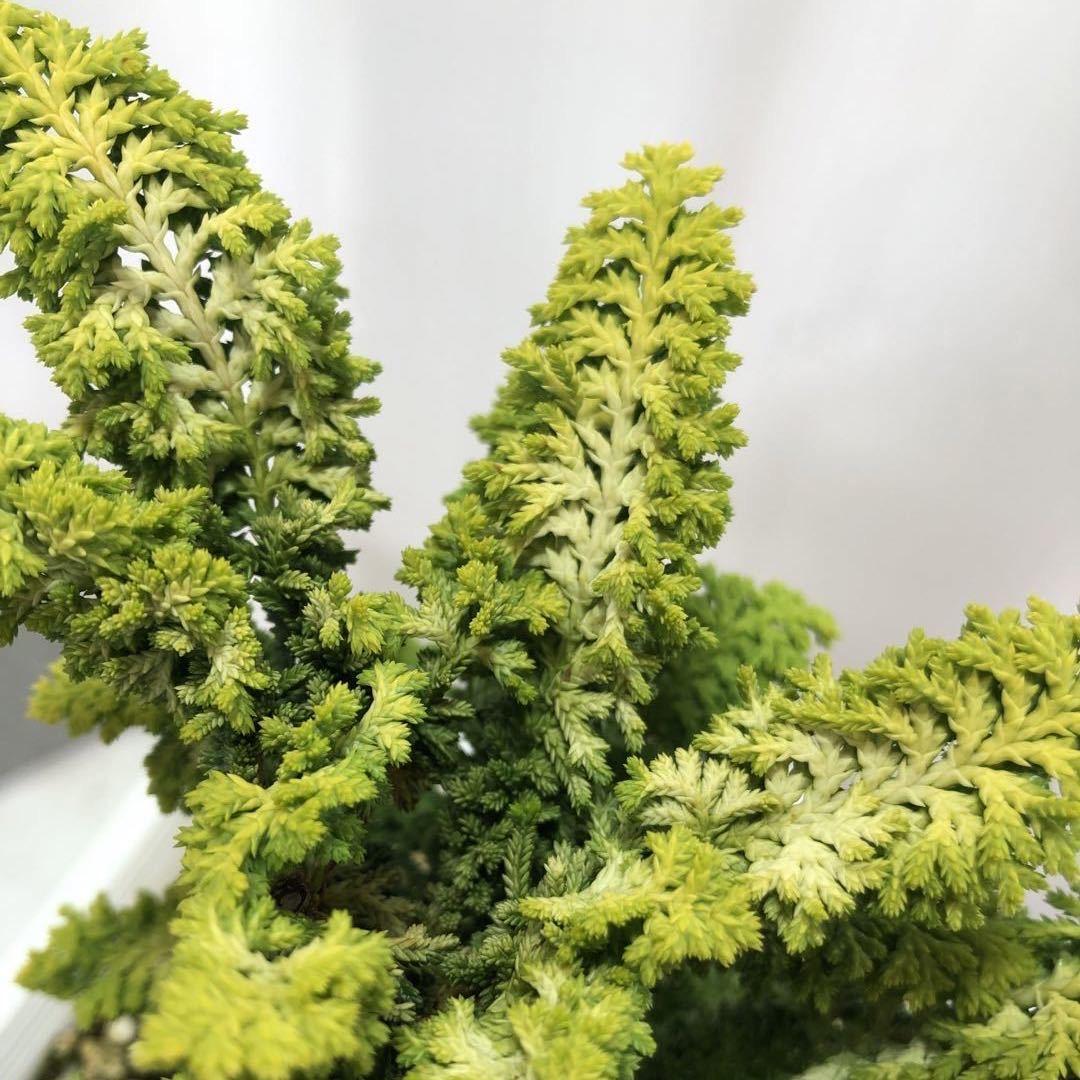 青灵盆栽之旅
