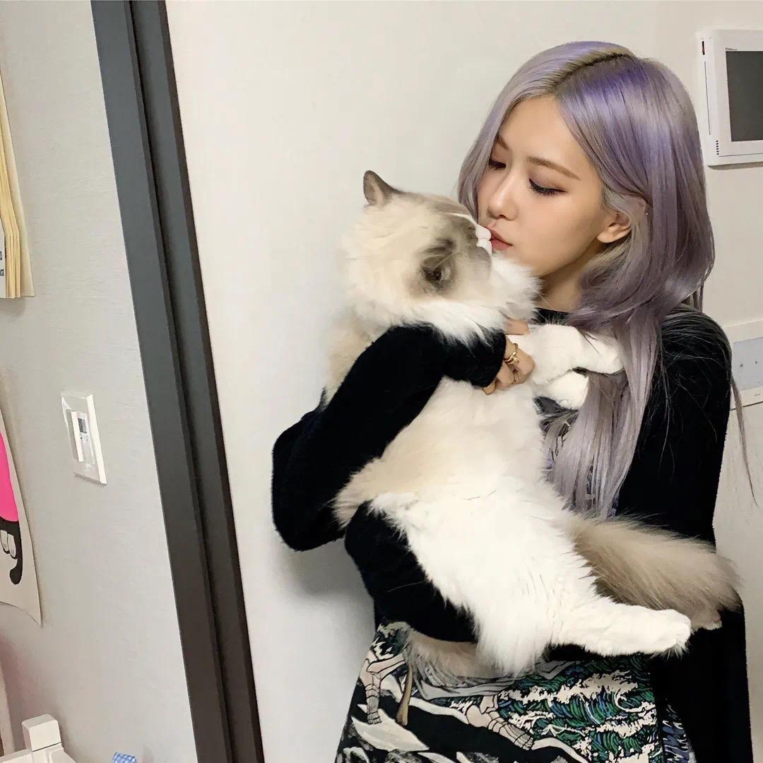 可乐🐱