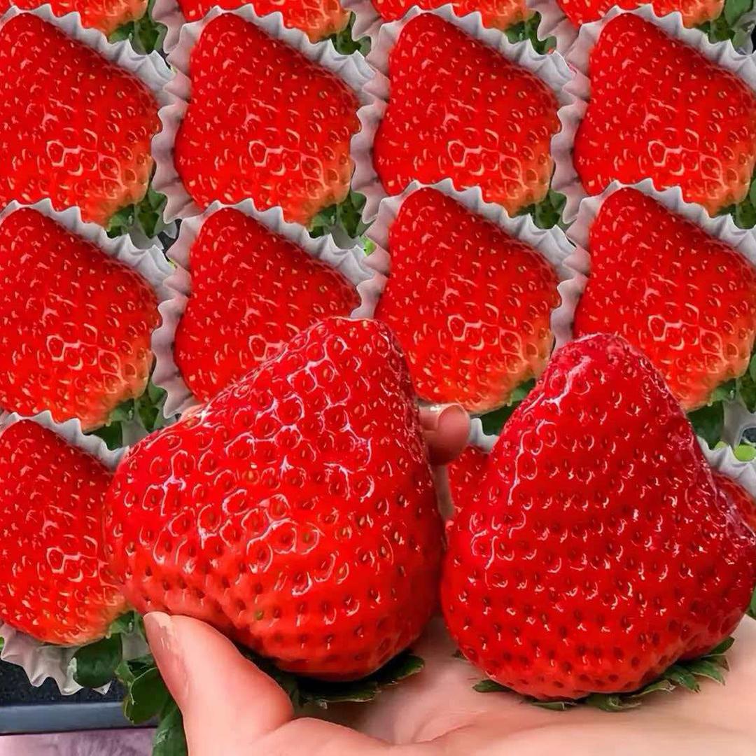 粹丰生鲜供应链