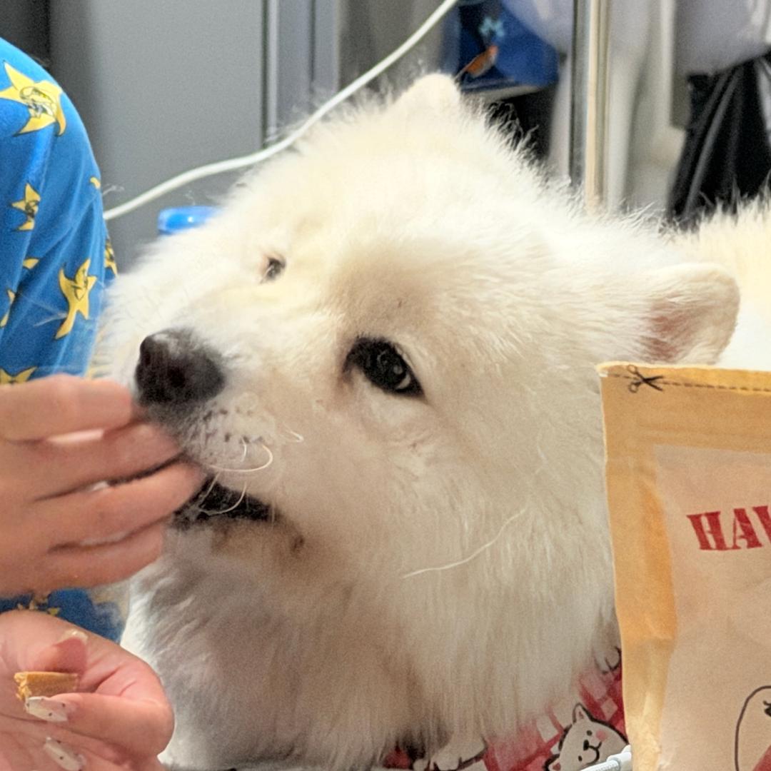 皮蛋是只萨摩耶