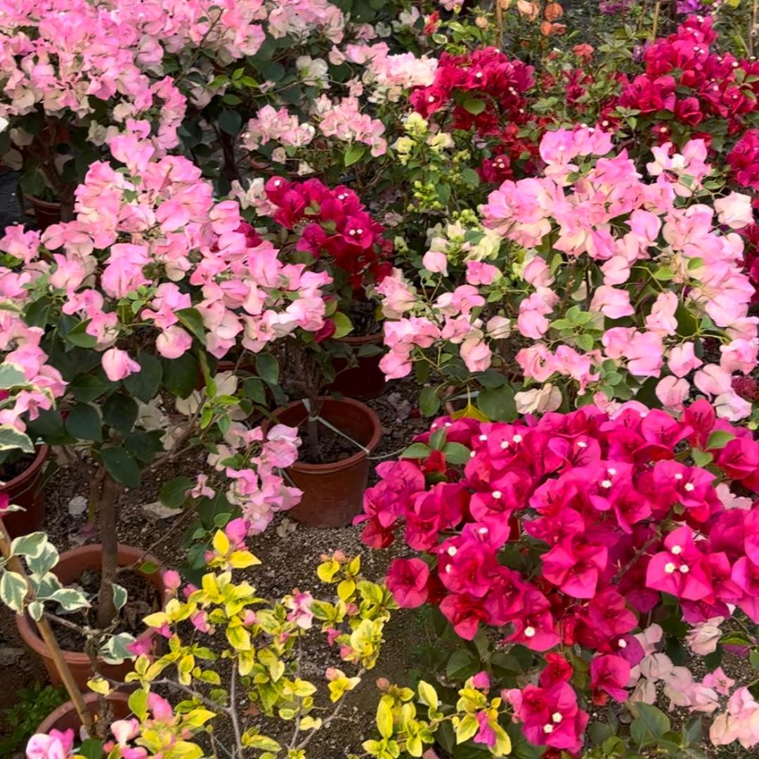 优韵花卉园