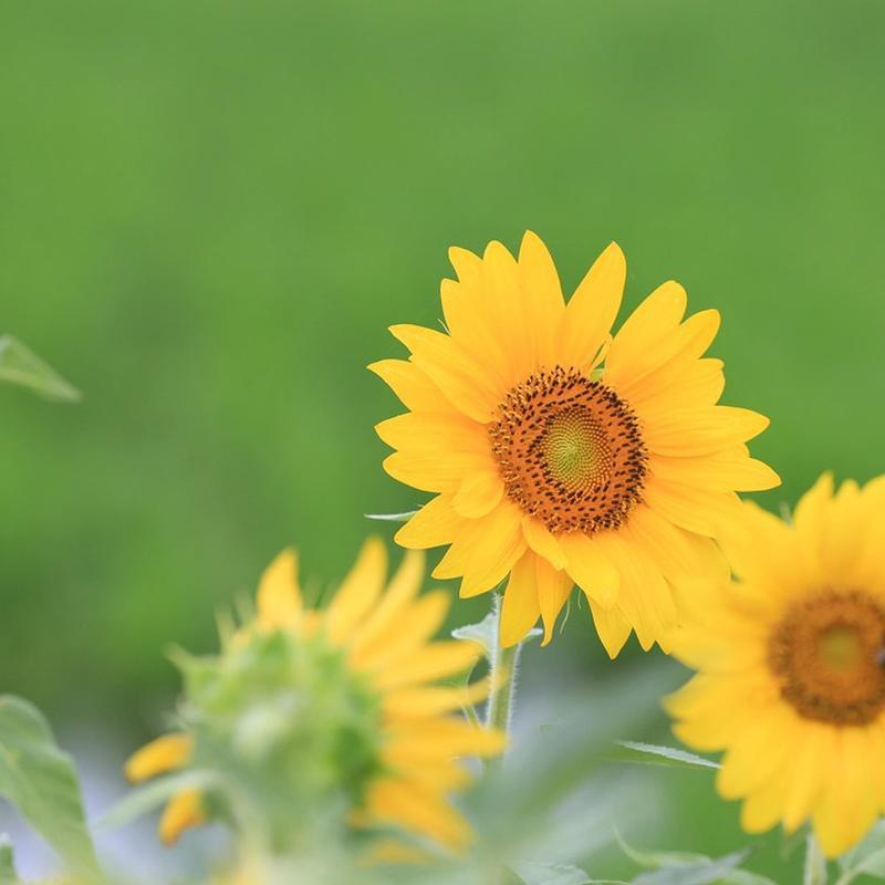 太阳