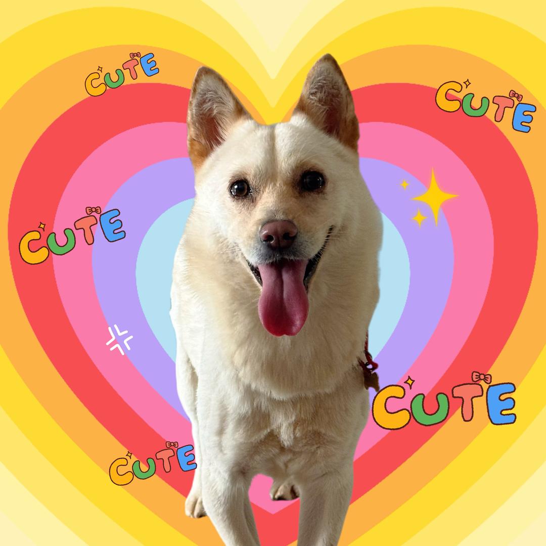 🌈 鲷鱼火烧猫猫头（礐嶨见过千玺版）