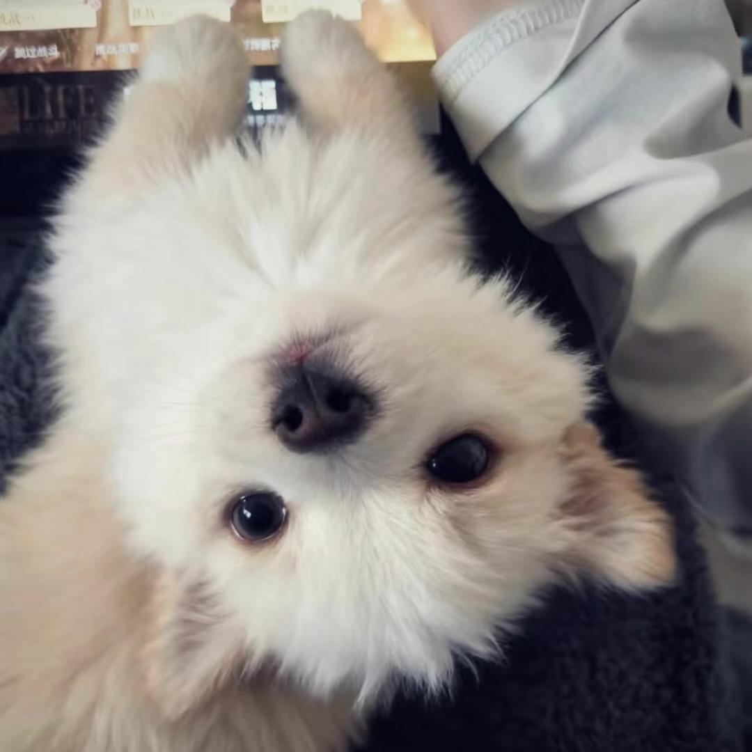 土豆大王万福金安