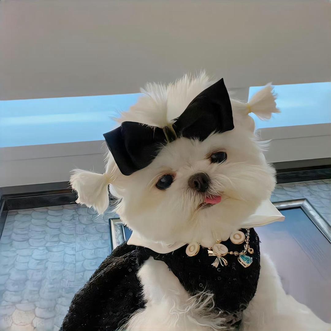 夹了个猪