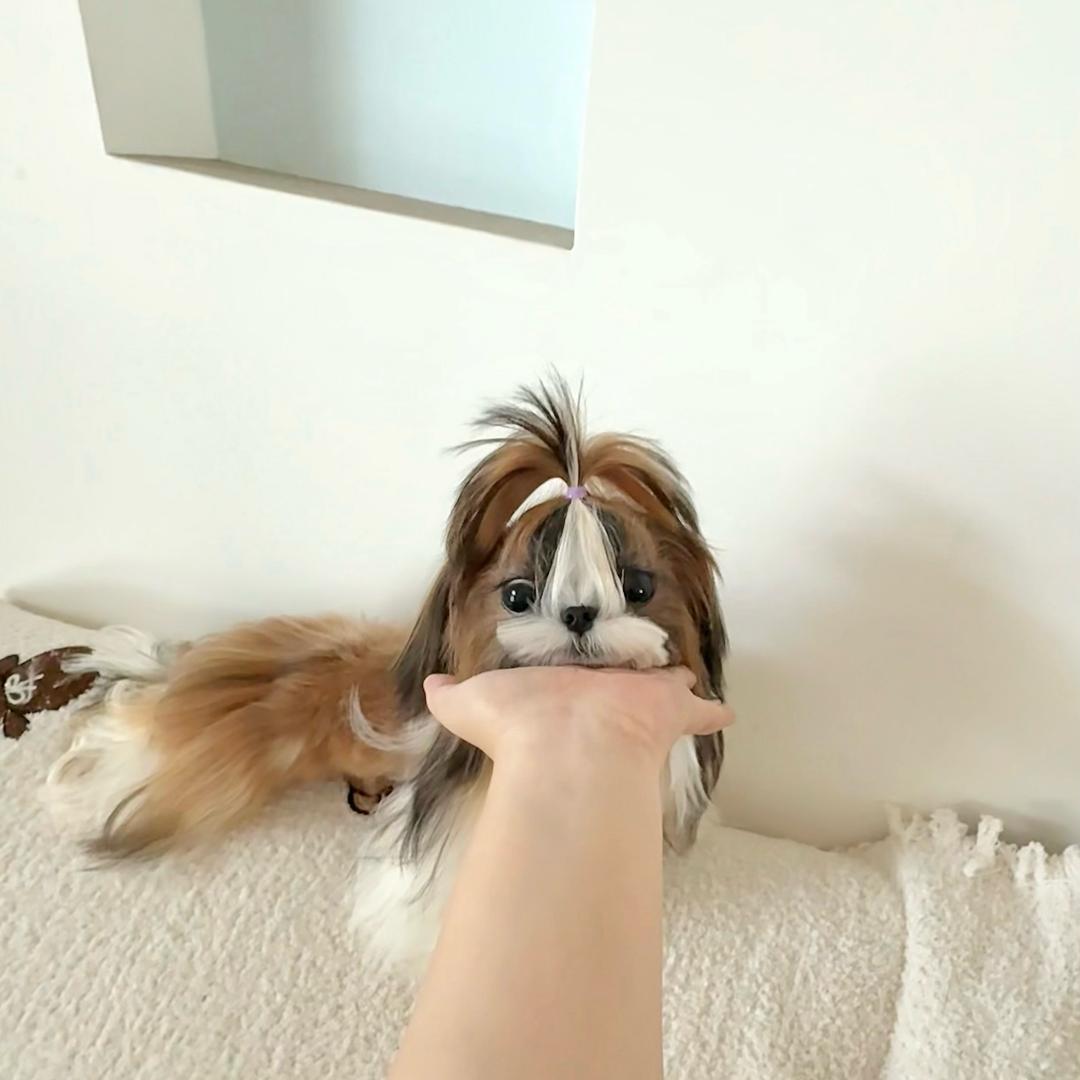 韩版西施小公主