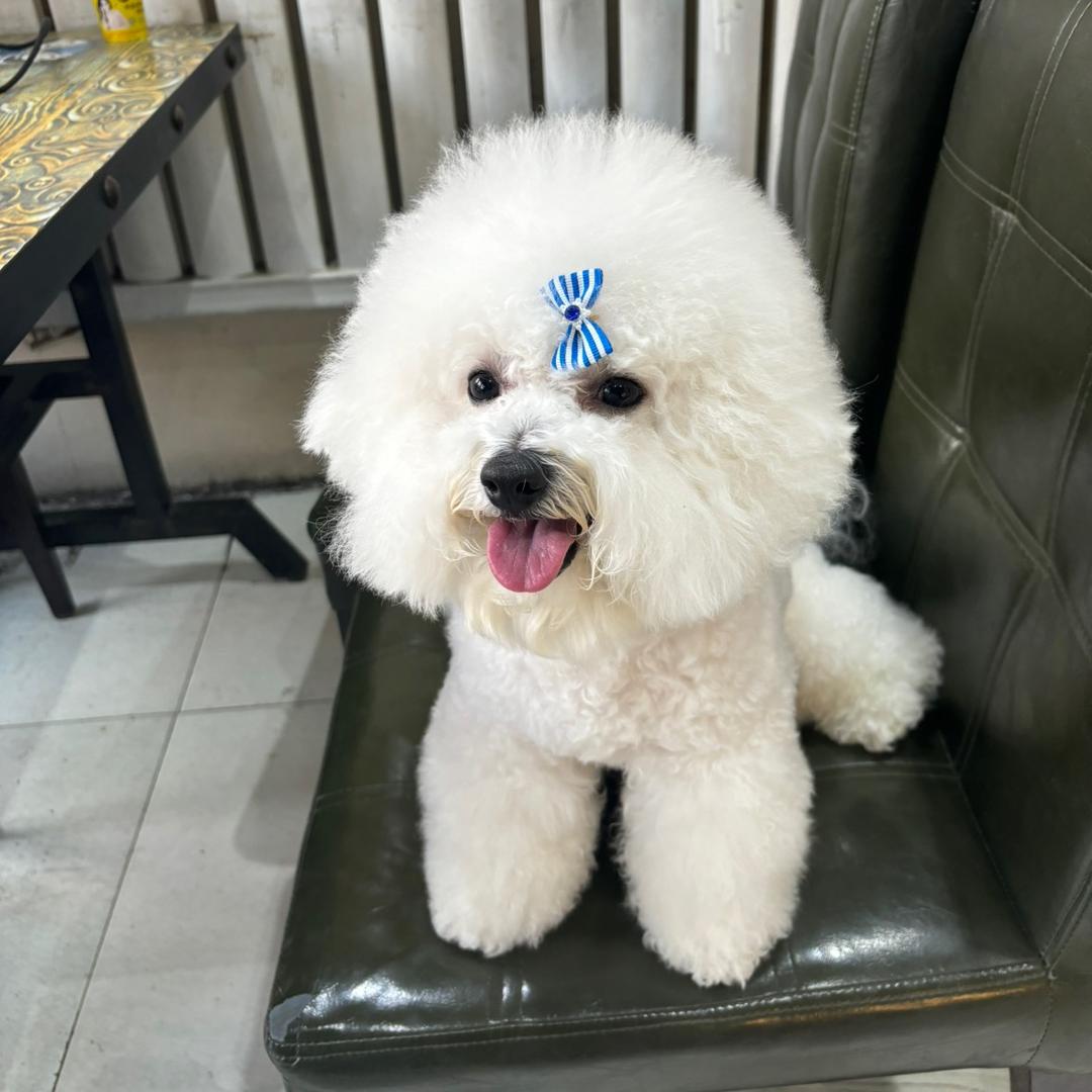 奶豆是只比熊