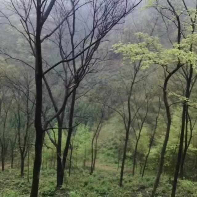 迷雾