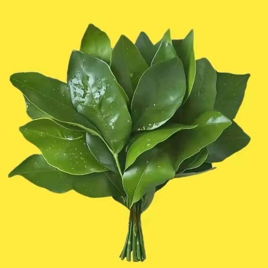 憨憨