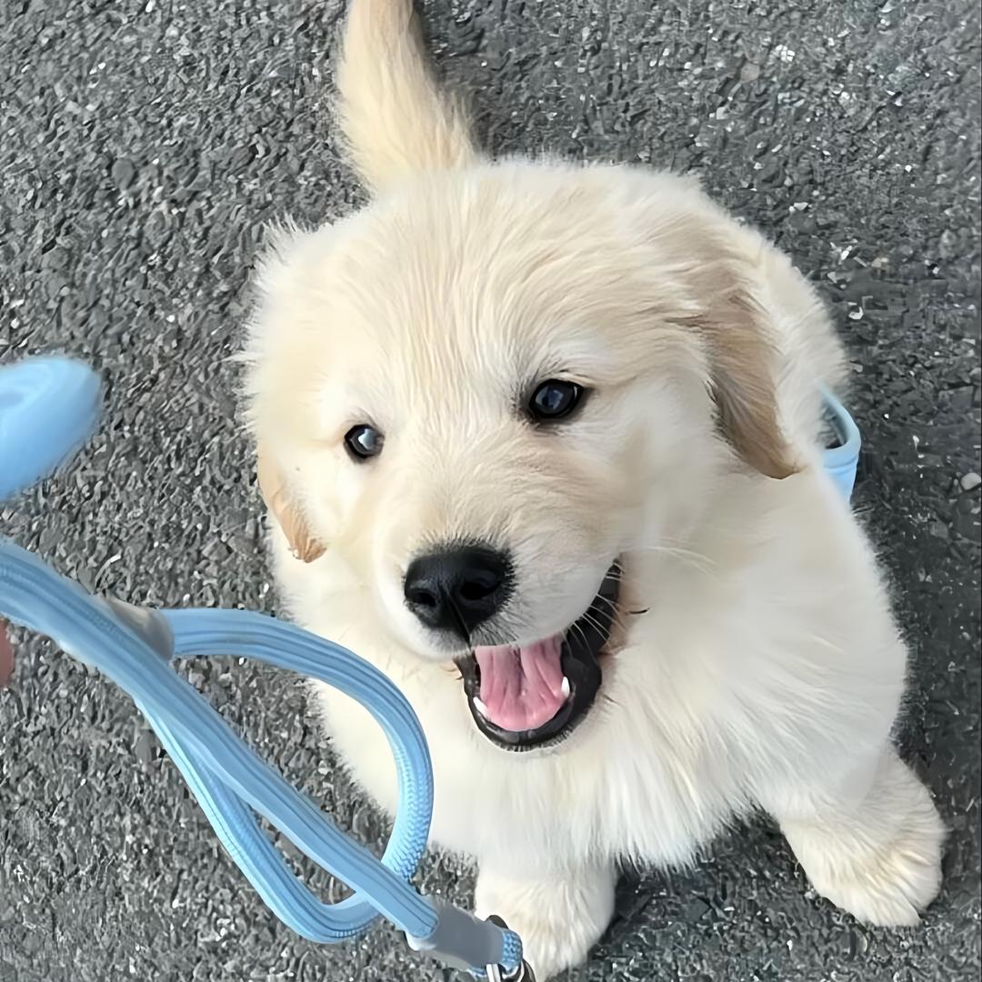 小鹿(三角洲全业务代打)