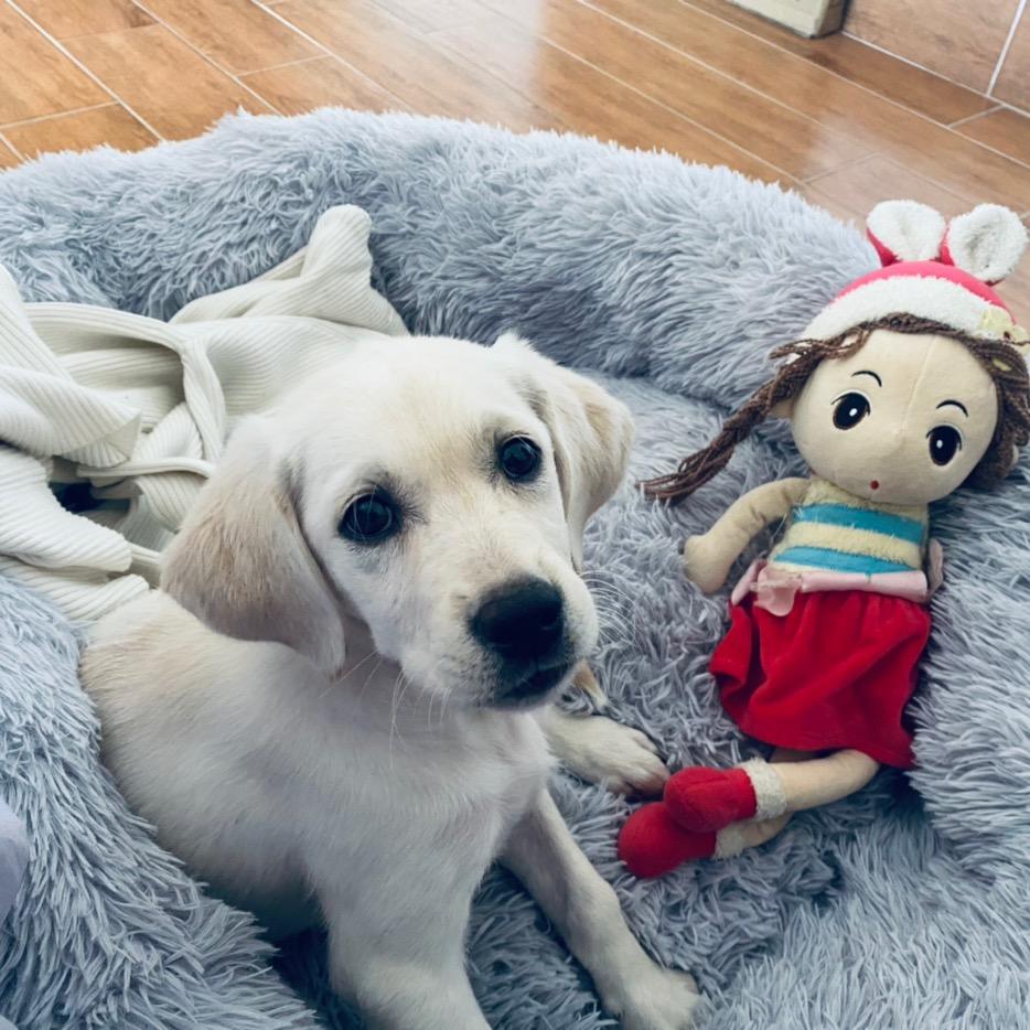 多多🦮吃得多拉得多