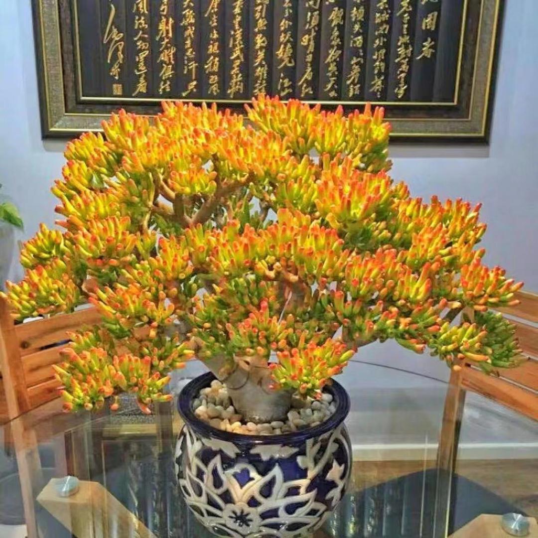 官渡区云开花卉园艺店