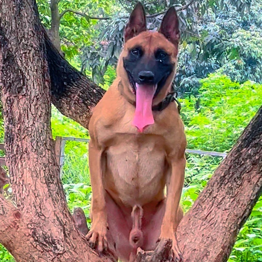 玩马犬的训犬师