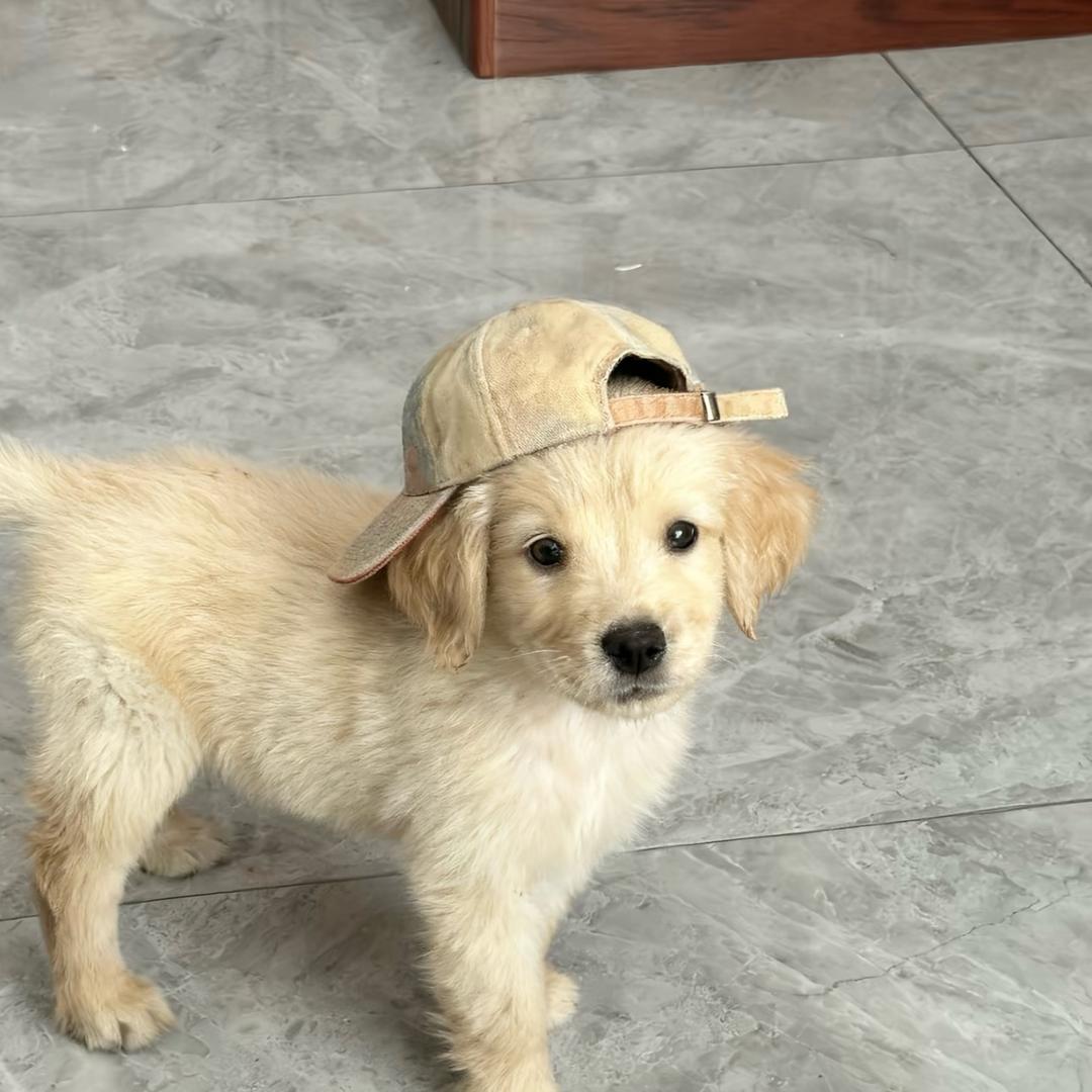 朗拿度7