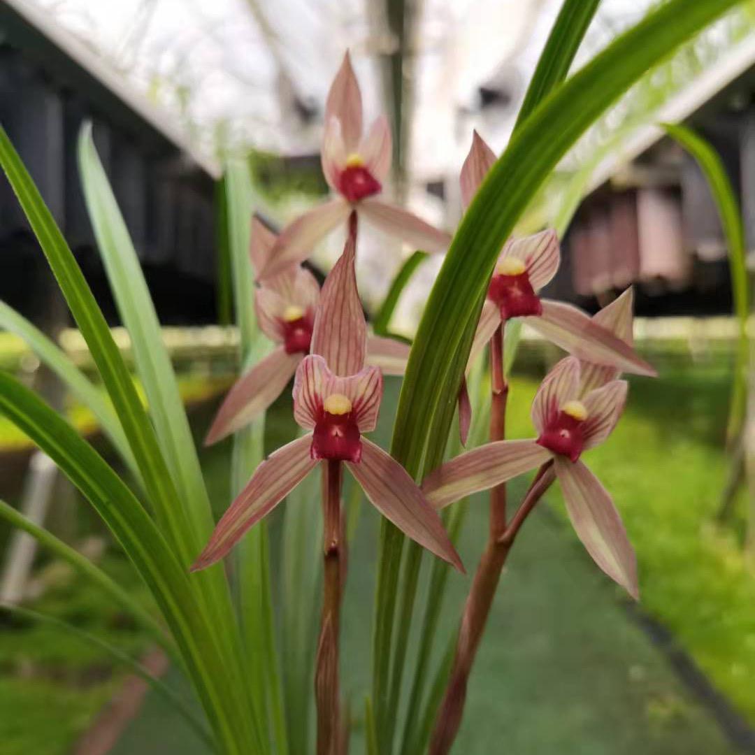 马儿爱花花