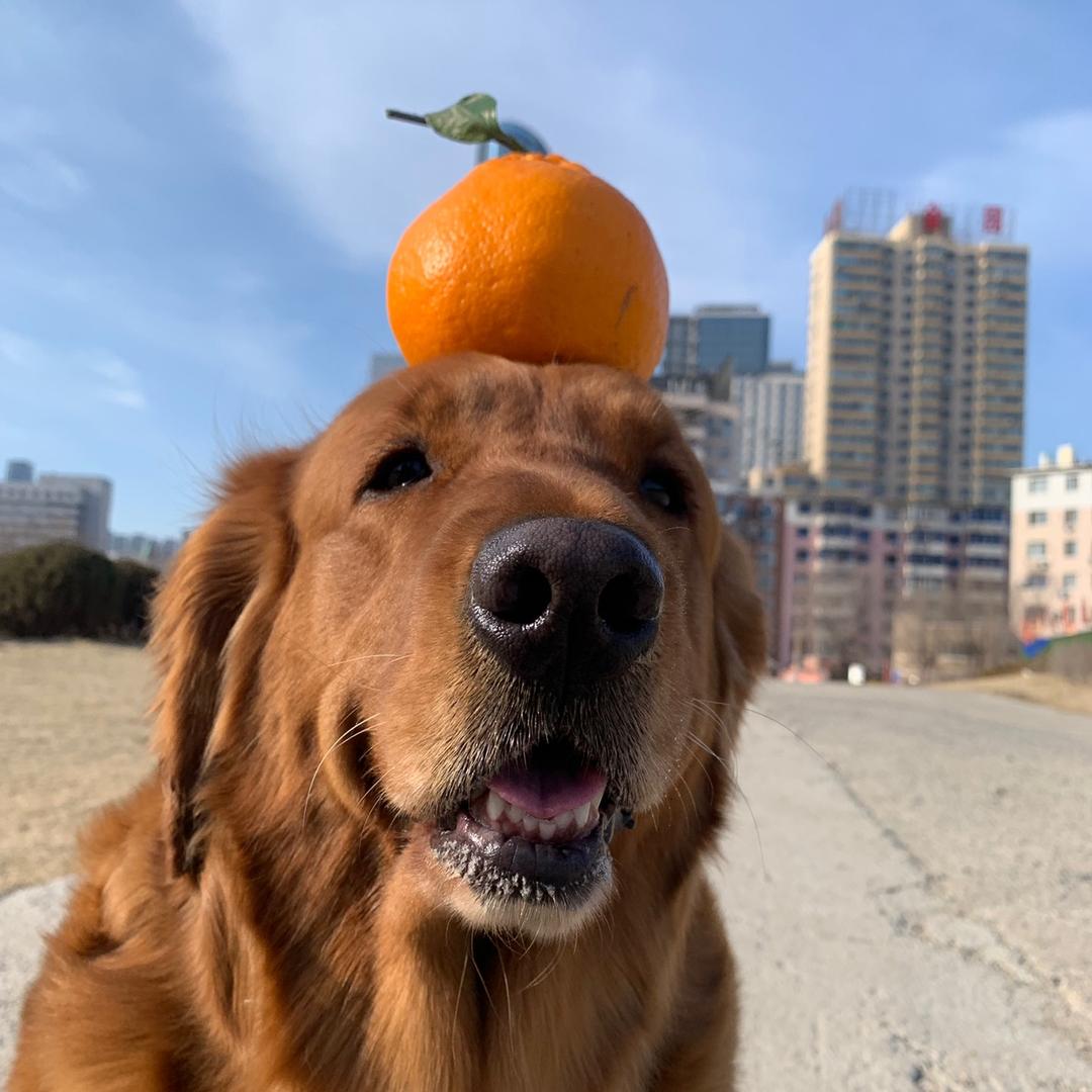 🍊董小姐