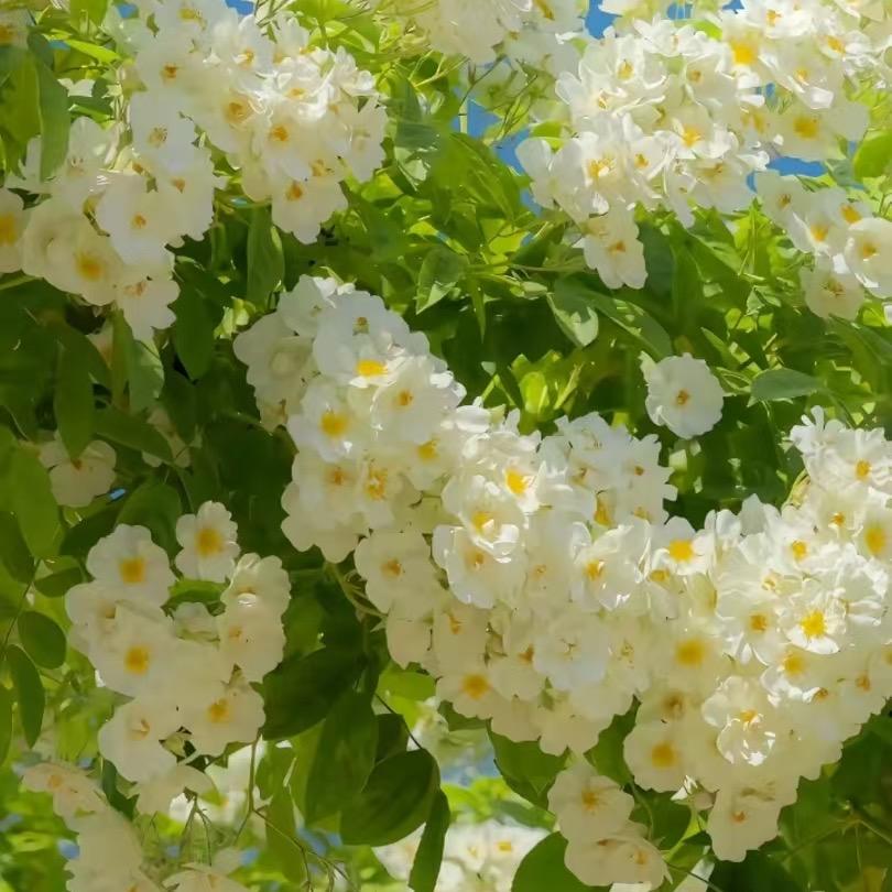 锦绣园果树花卉苗木