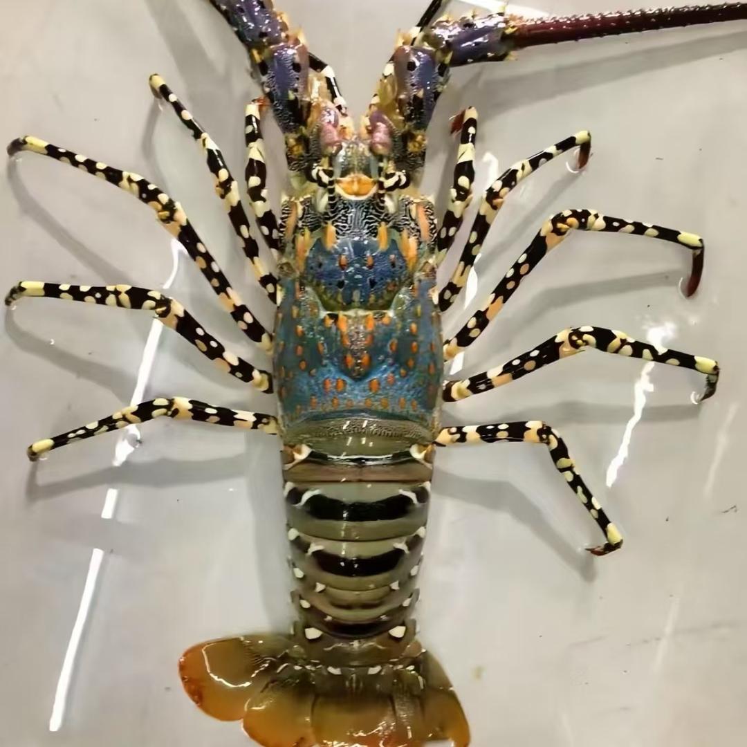 两个虾同城美食