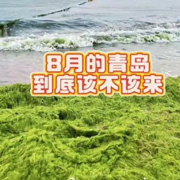 青岛浒苔美食