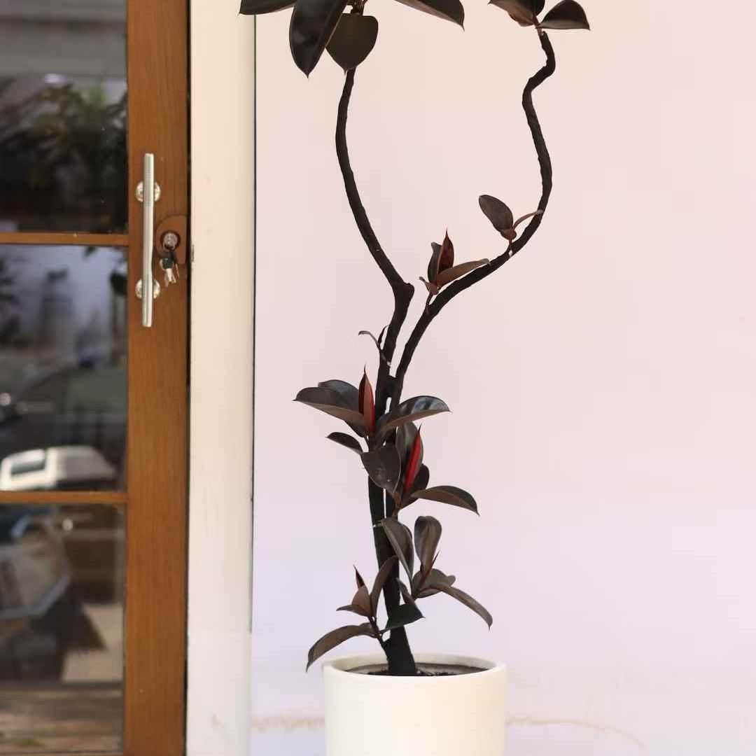 是在在阿（解压版）