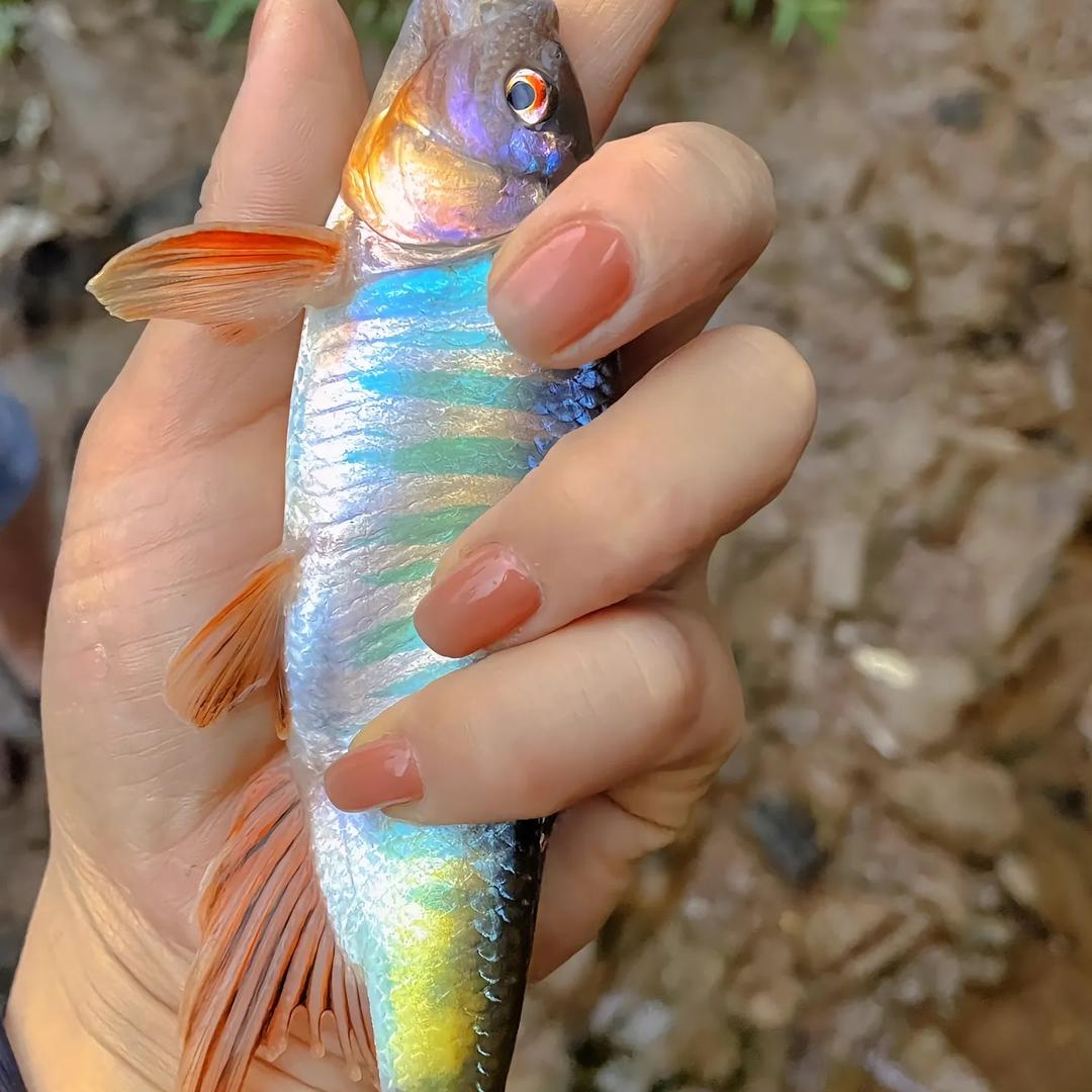鱼鱼欢鱼鱼欢壹