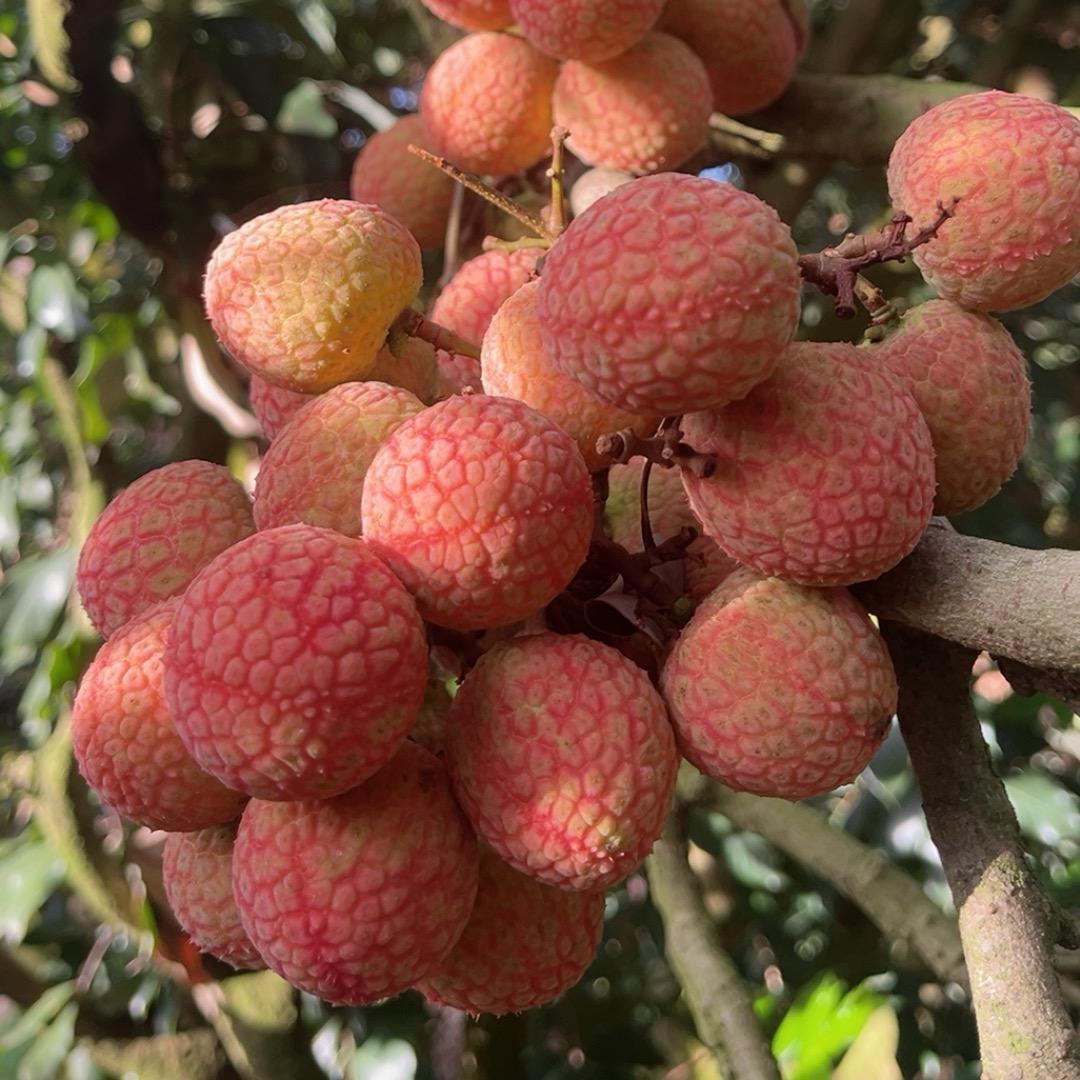 荔枝