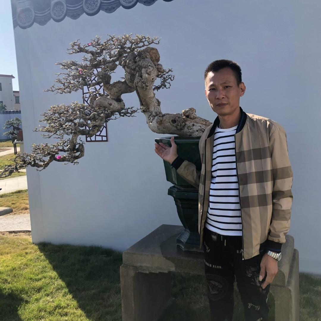 阳江东盆景
