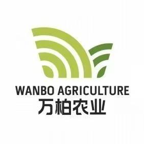 普洱0879甜龙竹笋供货