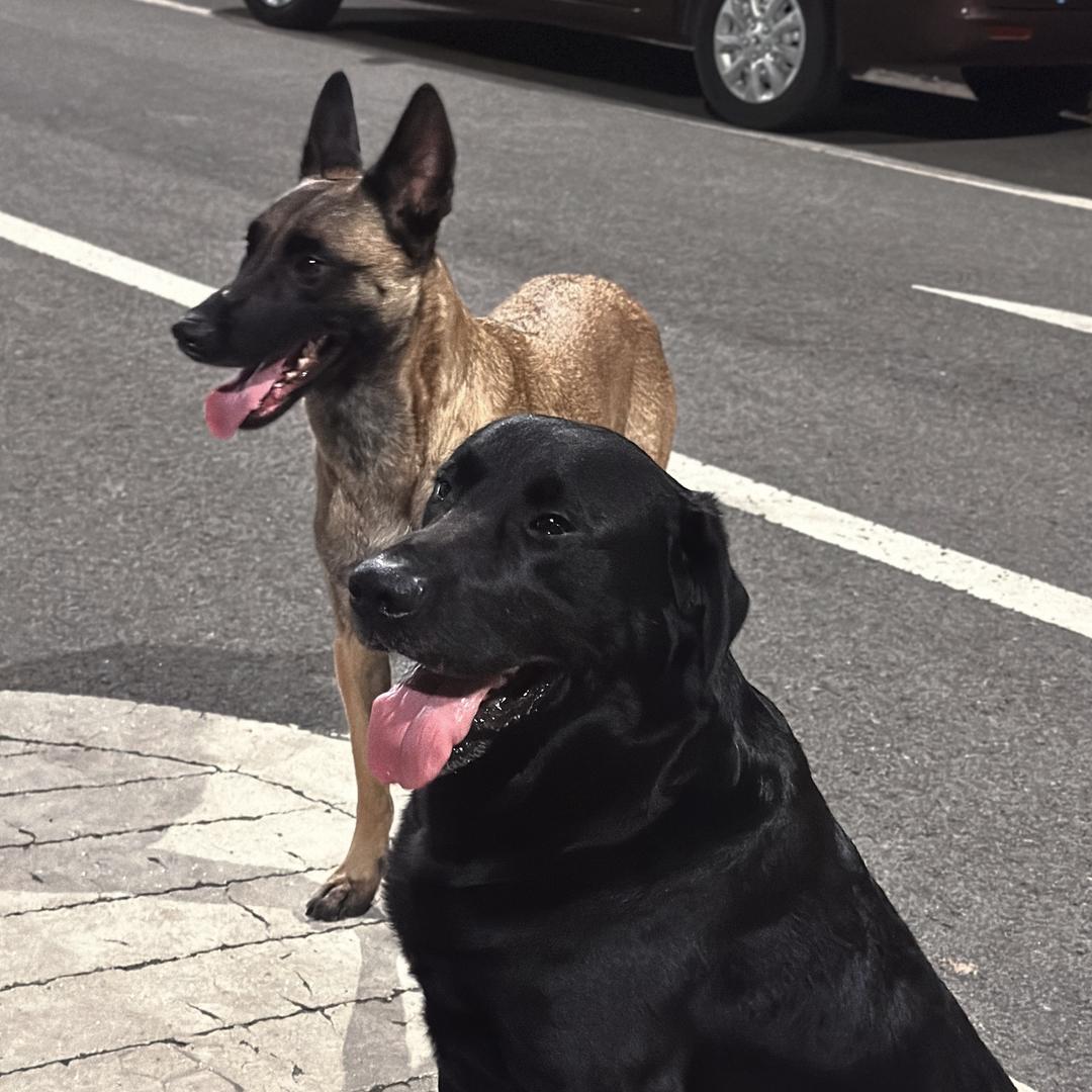 🍓衡哇噻的两条狗子