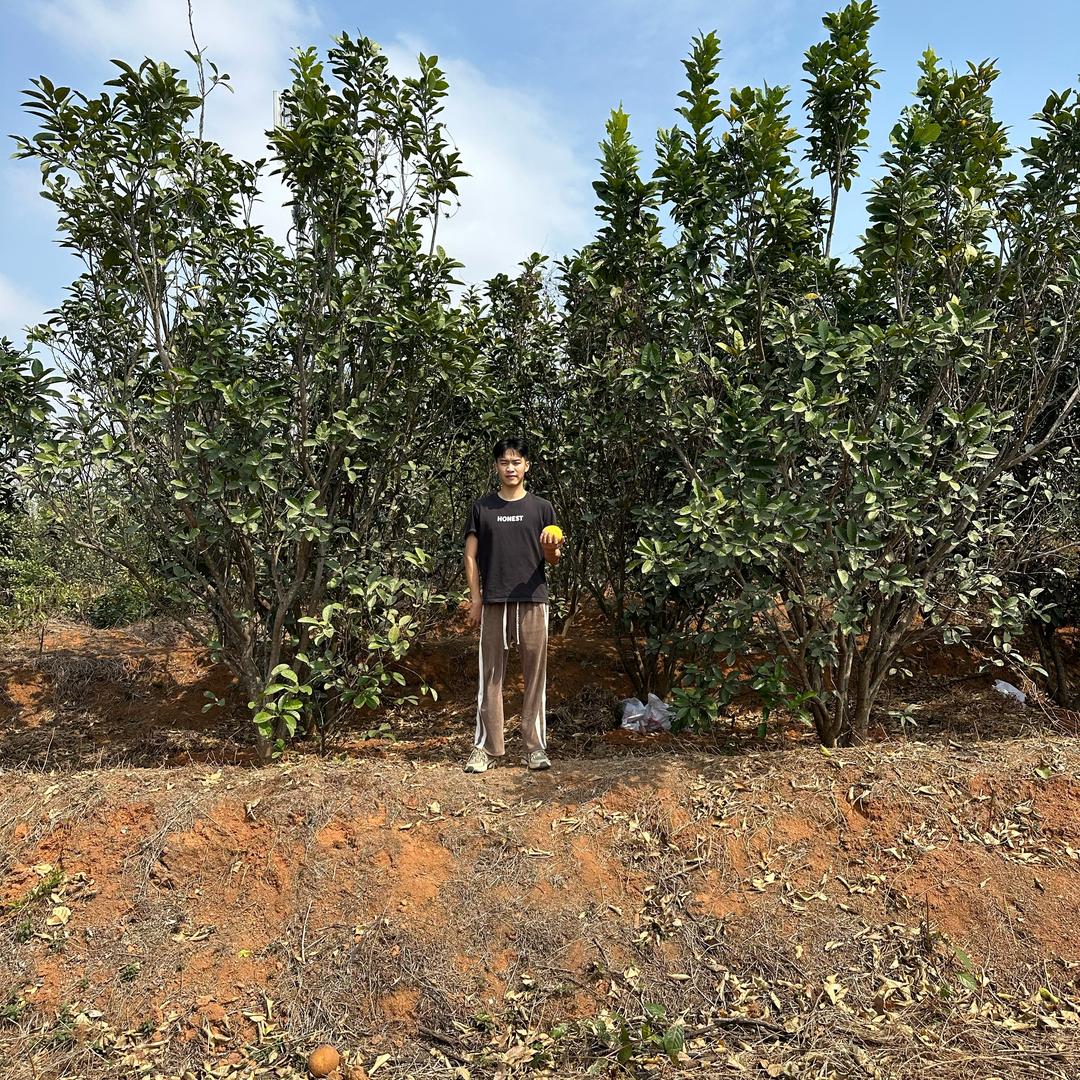 柏益平定化橘红