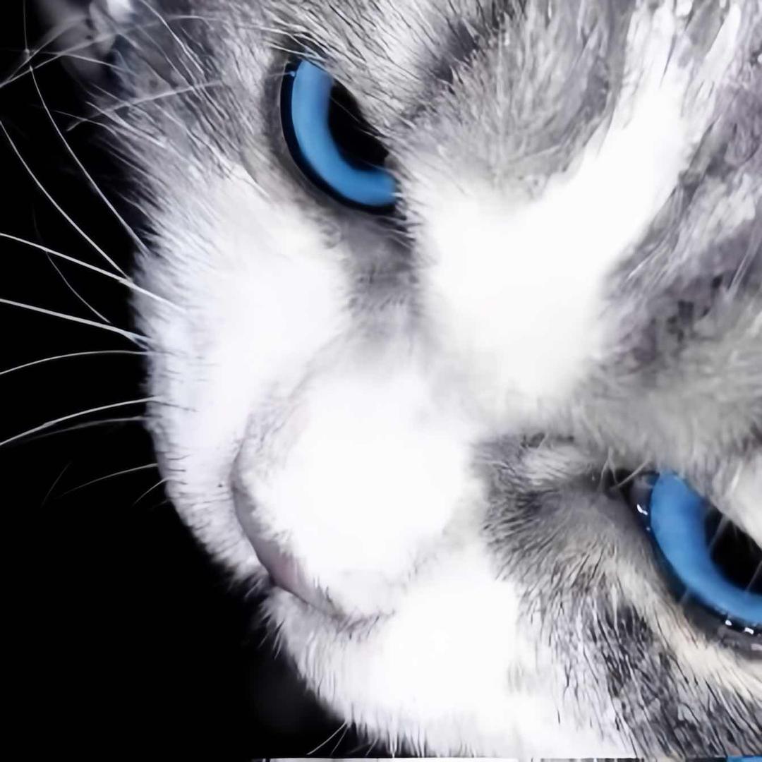 尼优猫饼