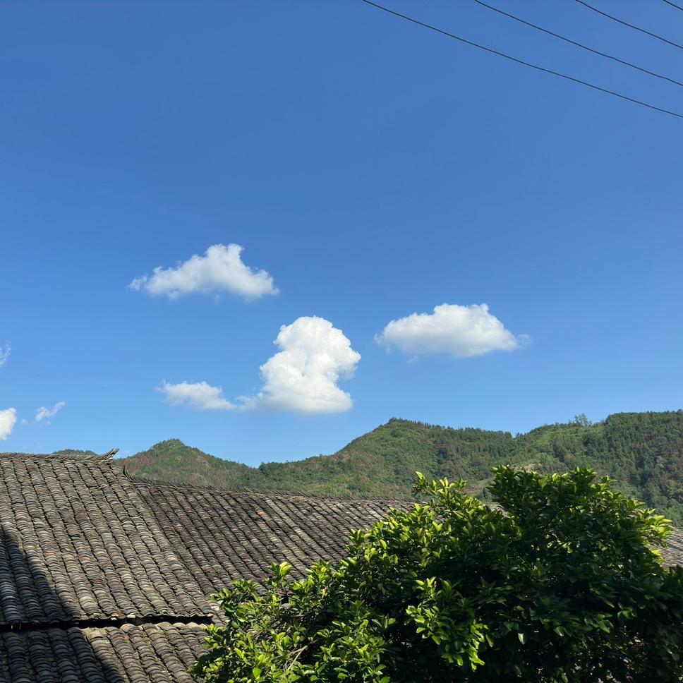 俊俊毛