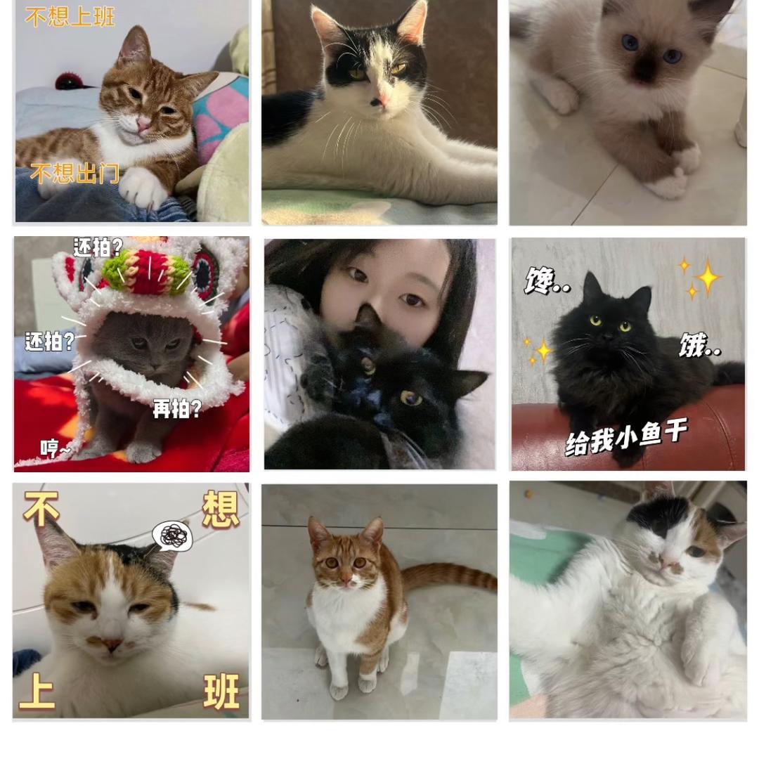 喵喵教御用铲屎官🐲