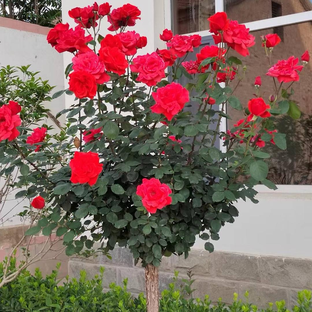 🌹🌹华林🌹🌹