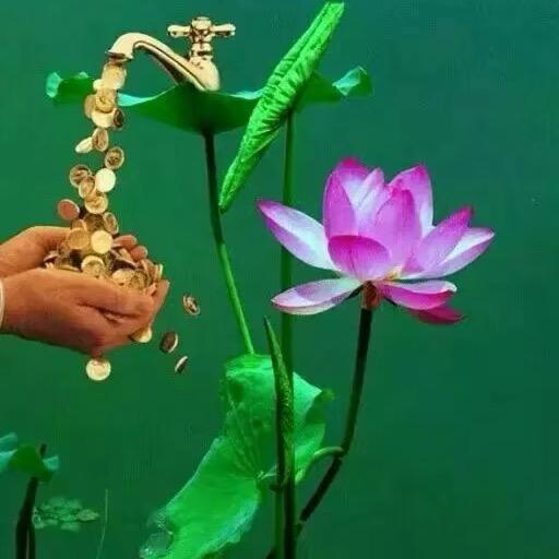 糕糕