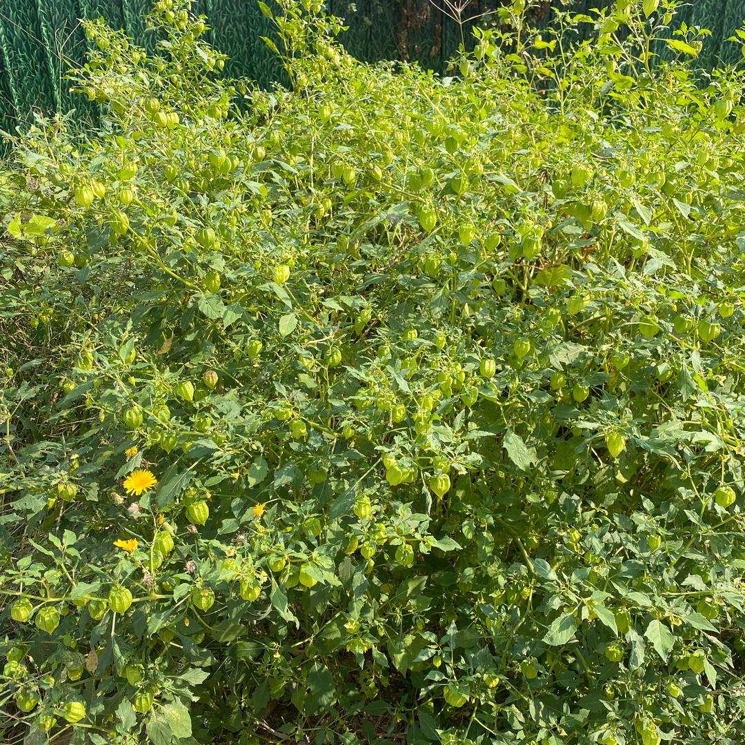 AAa