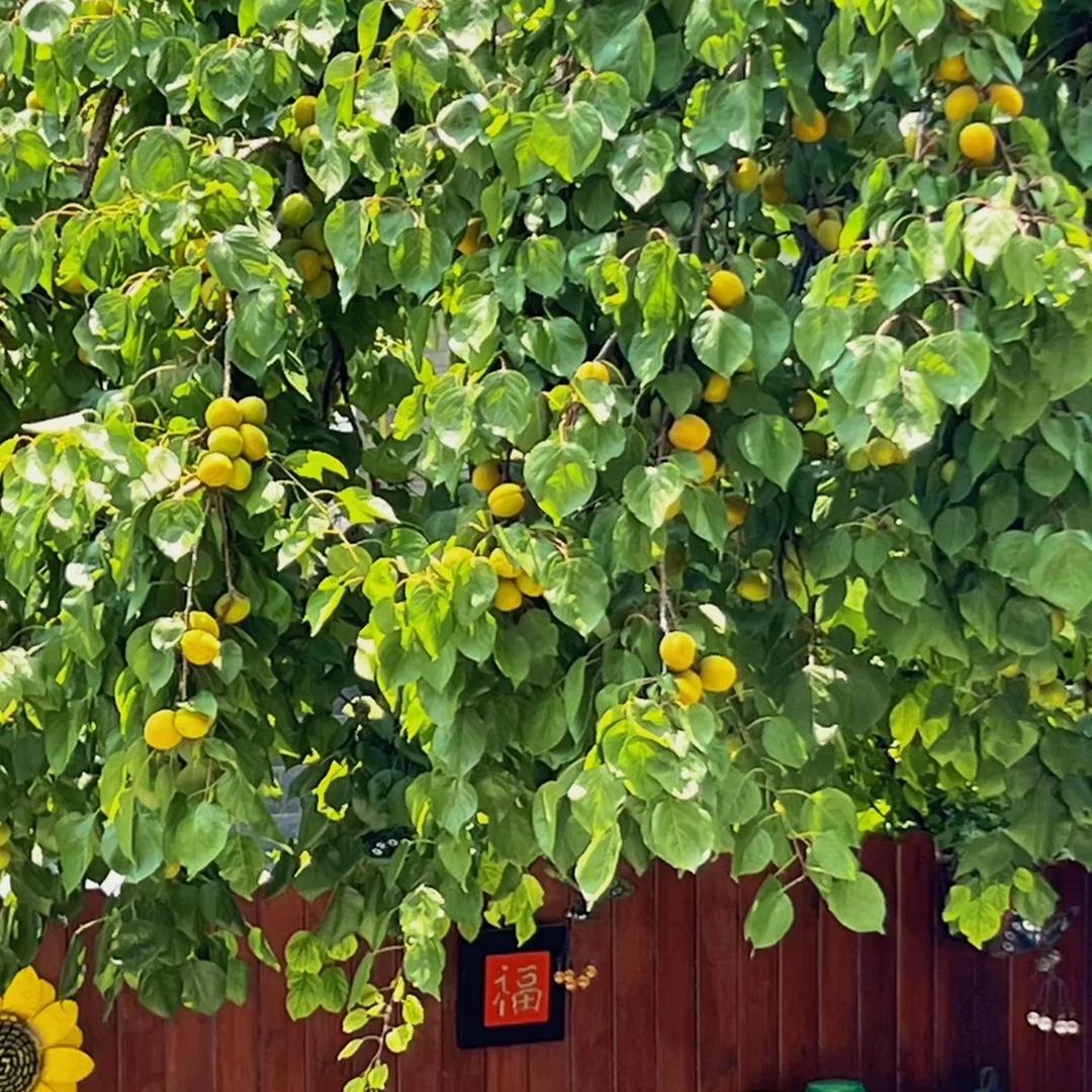 兖州靖嘉二手车