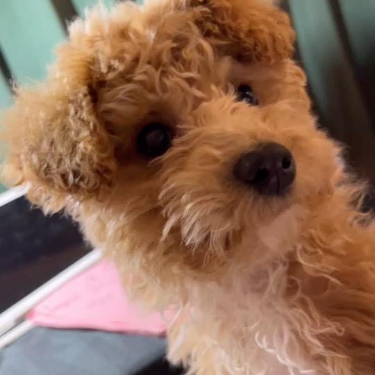 咖啡加奶不加糖