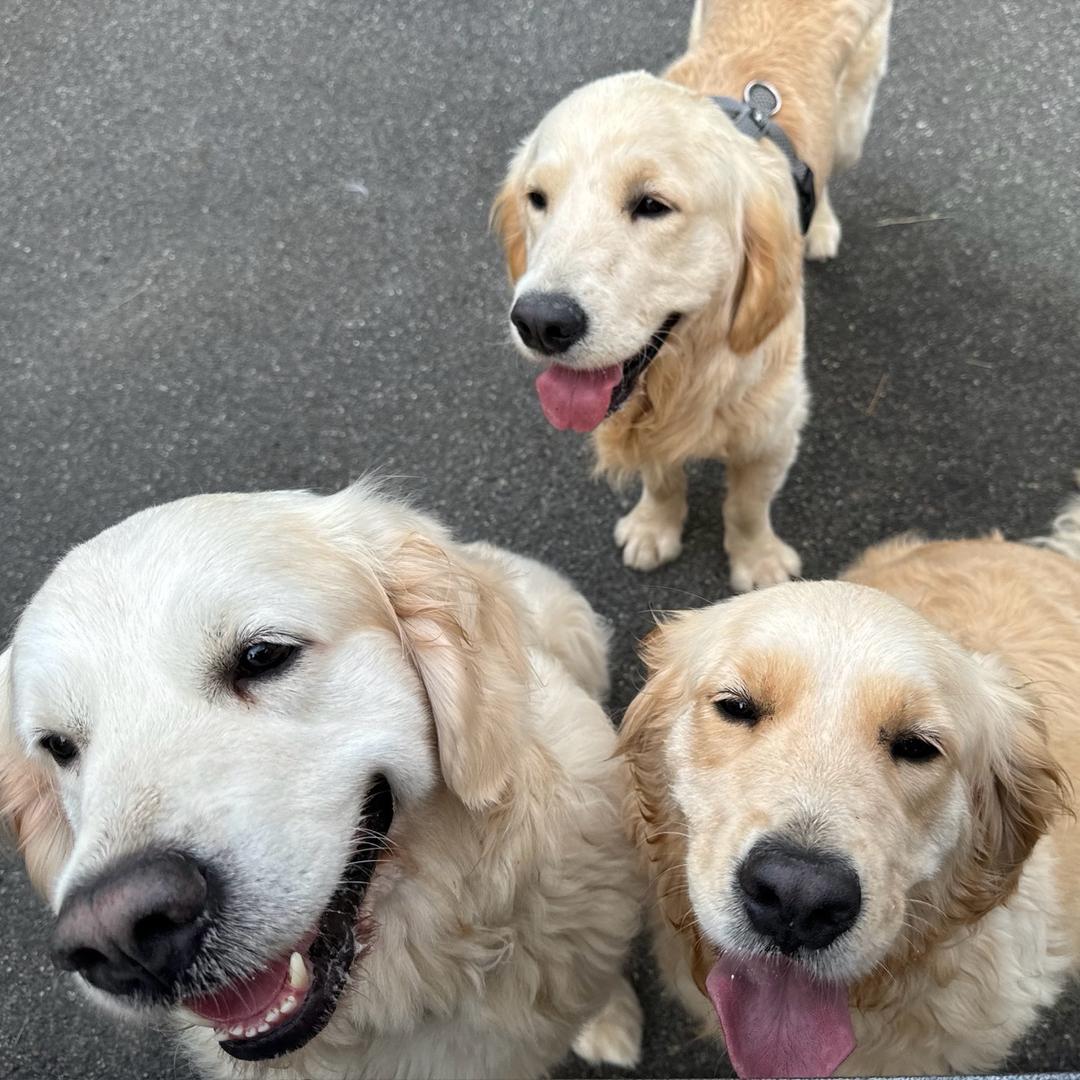 豆豆豆豆豆麻芝